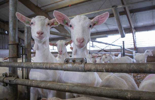 istock At the dairy goat farm. 2194854015