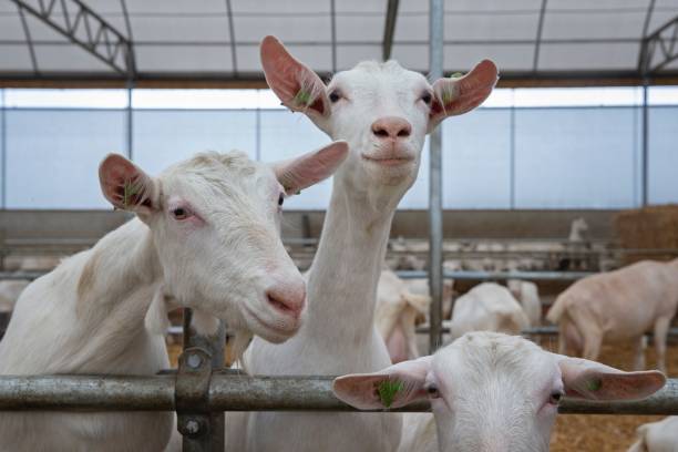 istock At the dairy goat farm. 2194854123