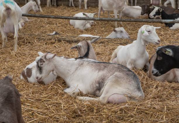istock At the dairy goat farm. 2194854169