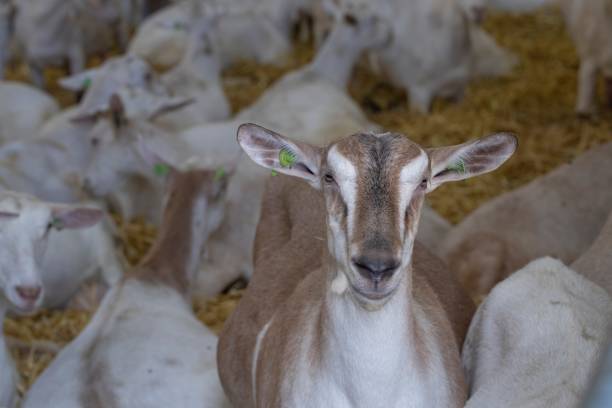 istock At the dairy goat farm. 2194854239