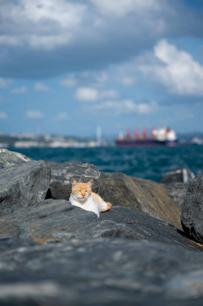 istock A ginger cat lounging on the rocky Bosphorus shore, with a ship in the background 2194855682