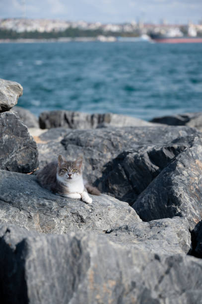 A grey and white cat laying on the rocks by the Bosphorus, overlooking the water