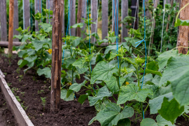 istock the process of growing cucumbers in the garden 2194856258