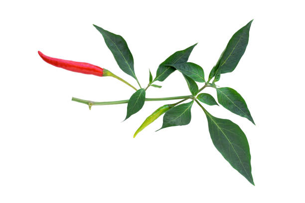 Red hot chili on tree branch isolated on white background.
