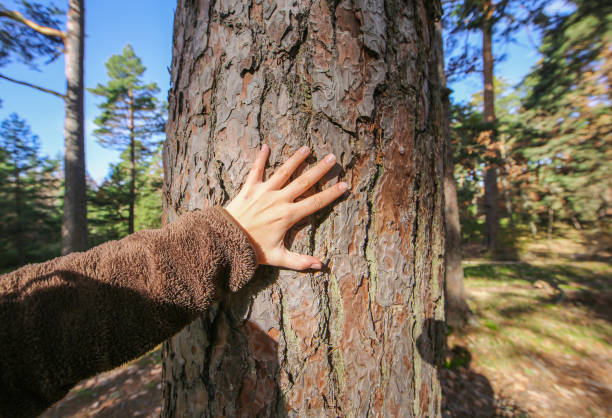 istock Close-up of a woman's hand resting on a tree trunk in forest 2194865974