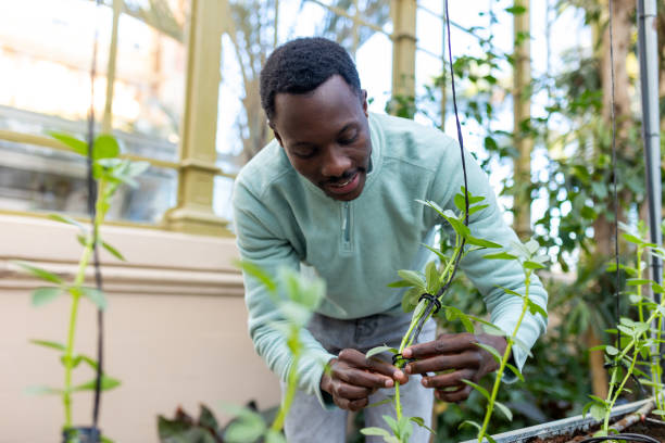 istock Scientist inspecting crops for quality control in a greenhouse 2194867100