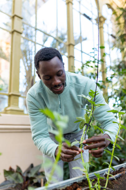 istock Horticulturist analyzing plant health in a controlled environment 2194867119
