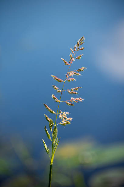 istock Rough Meadow Grass, Irish wild plant, Ireland 2194867186