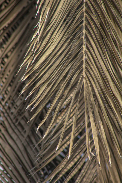 istock Palm leaf background. Foliage pattern. Dry leaves. Beige neutral natural color. 2194867636