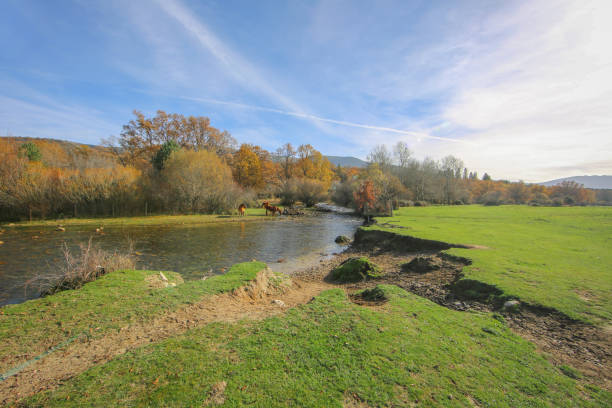 Water stream in countryside with animals grazing in background. Countryside landscape with river along the pasture.