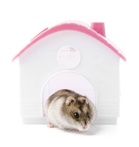 istock A small hamster peeking out from its cozy pink and white house 2194868071