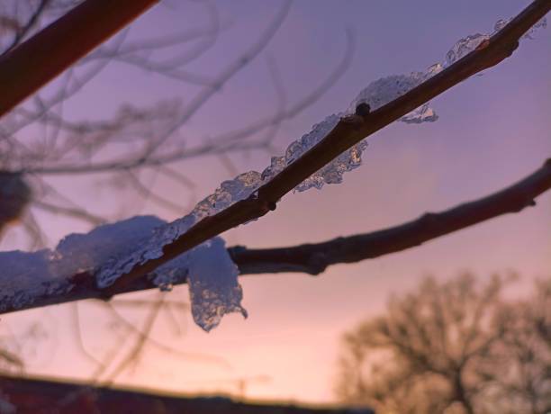 Icicle on a branch on sky background during sunset