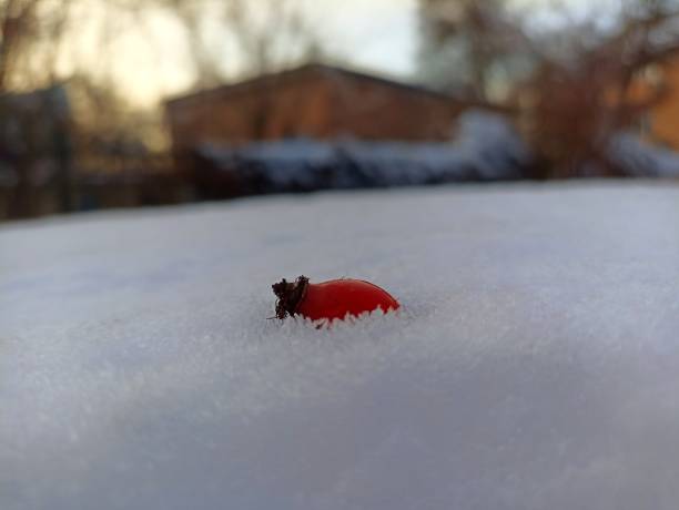 Rose hip berry in the snow during winter