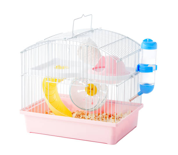 istock A spacious animal cage featuring tunnels, exercise wheel, and various enrichment items 2194868859