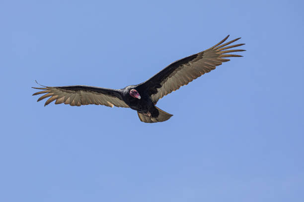 A Turkey Vulture, Cathartes aura, in flight against clear, blue sky above Sea Lion Island, Falkland Islands