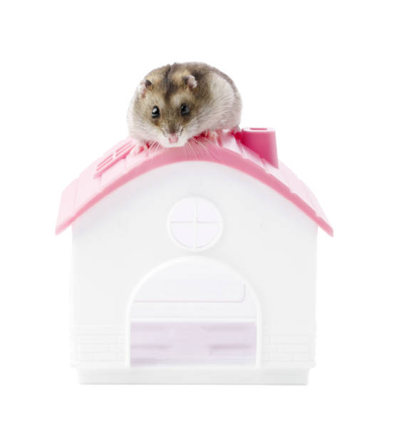 istock A cute hamster perched on top of a small plastic house during a playful moment 2194873267