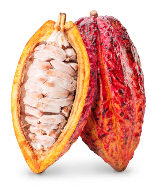 istock Cocoa fruit and open cocoa pod isolated on white background. Clipping path. 2194875982