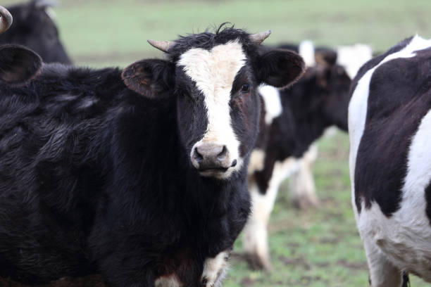 istock A black cow with a white muzzle stands in a field with other cows 2194878260