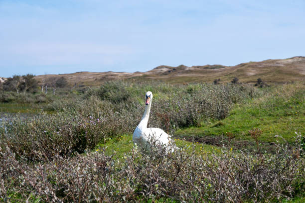 istock A swan in a meadow 2194879684