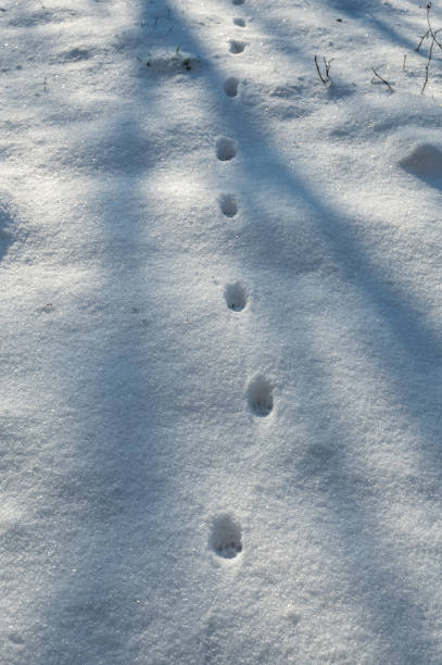 istock Animal tracks in the snow 2194880344