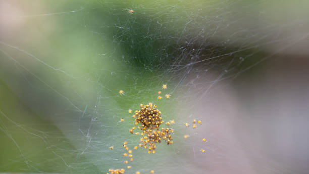 istock Lots of spider babies in the web 2194881207