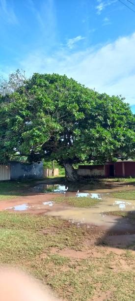 istock giant, centuries-old almond tree in a deserted beach region 2194884122