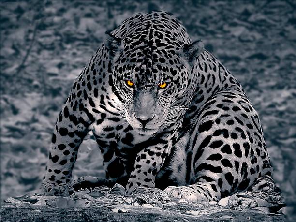 The Jaguar's gaze leaves you mesmerized.\nTaken at Xcaret Park-Mexico