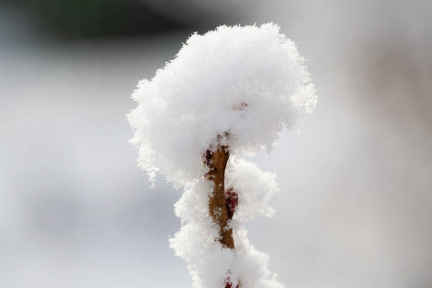 tip of a shrub in winter, covered with snow