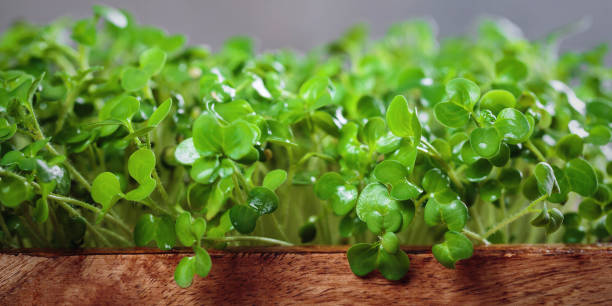 istock Organic Mustard Sprouts Harvest 2194885763