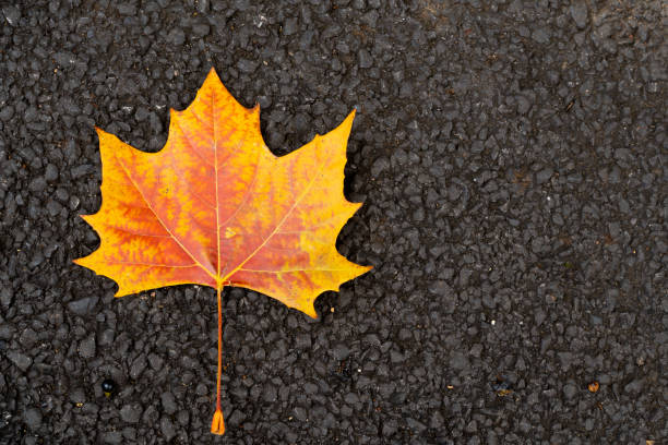 istock Red orange color of maple leaf on black texture background 2194887218