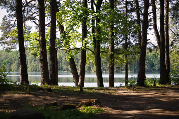 istock Pine forest growing on the shore of a calm lake in spring 2194888376