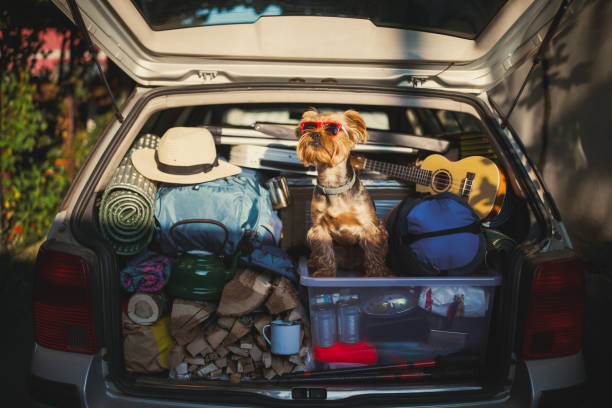 istock Adventurous terrier all packed and ready for a road trip. 2194888941