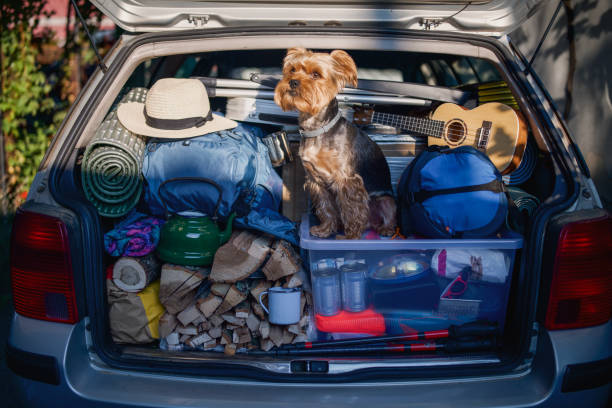 istock Happy terrier looking forward to an adventurous drive. 2194888962