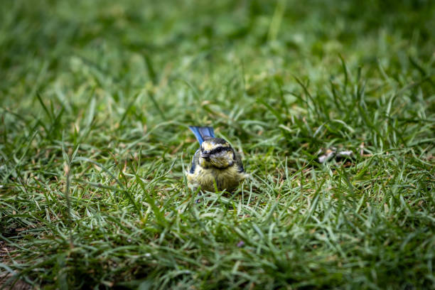Spring, a Cyanistes caeruleus flies to fetch food for the young birds