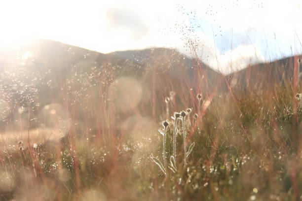 Spring Dewkissed Red Grass on Sunlit Meadow with blurred Mountain in background. Soft focus of sunlight creates glare and dreamy serene nature scene ideal for design projects, prints, posters, or wallpapers.