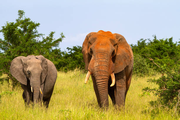 Red elephants from Tarangire. Tanzanya, Africa