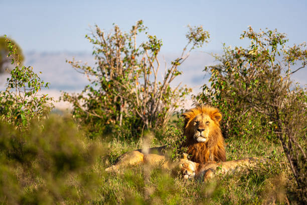 istock Very big lion resting on the grass. Kenya, Masai Mara 2194894926