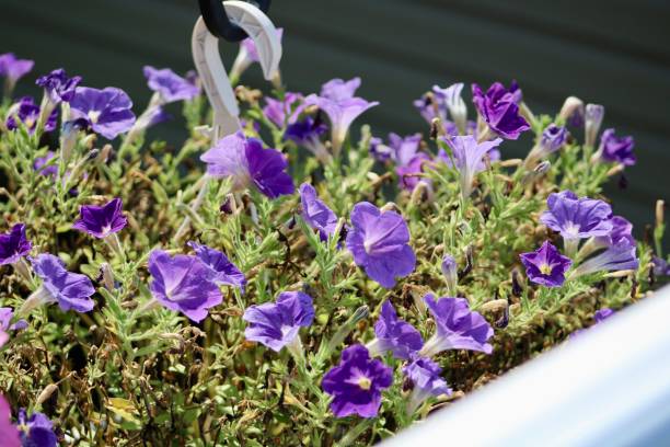 istock Purple Petunias 2194895466