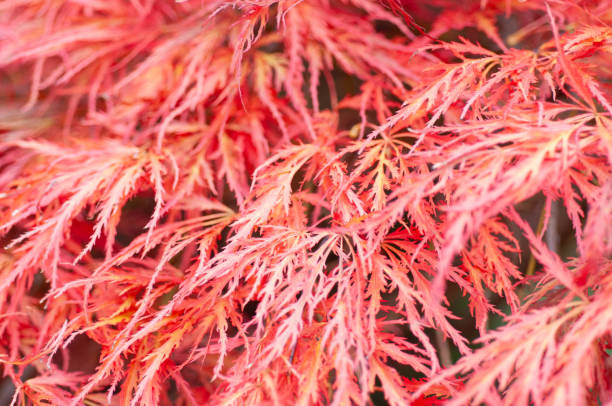 istock Close-up of vibrant fall foliage. 2194895587