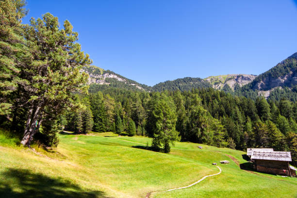 A scenic view of rolling green meadows surrounded by dense pine forests. The distant mountain ridges provide a dramatic backdrop, while the bright blue sky highlights the natural beauty of the Italian Dolomites.