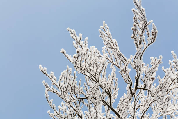 branches of beech tree in winter covered with snow, seen fron below against a bricht blue winter sky