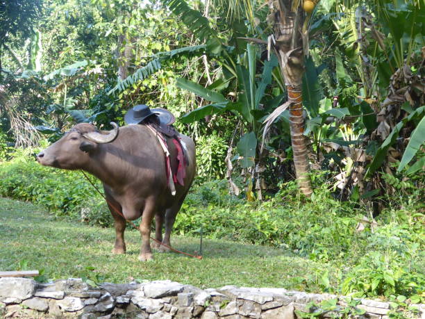istock Buffalo in the green field 2194898158