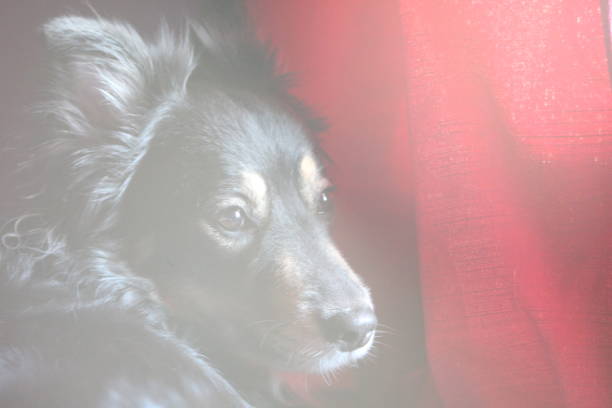 Beautiful dog next to a curtain, lying down.