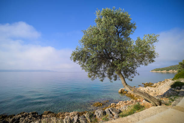 The coast near Cres on a sunny day, misty, blue sky