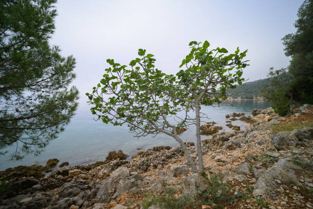 The coast near Cres on a sunny day, misty, blue sky