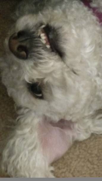 istock Closeup of toy poodle 2194900274