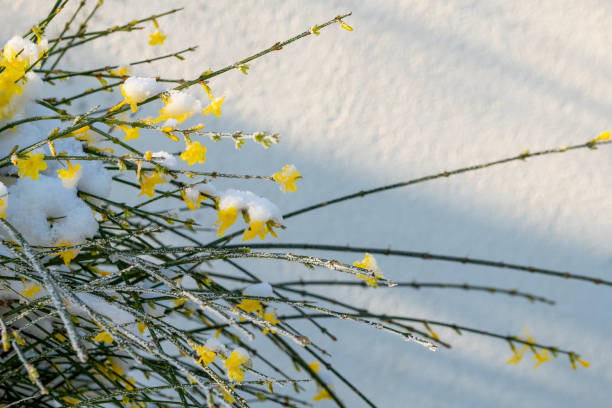 Yellow flowers bloom amidst the snow, showcasing a stunning contrast against the white background. The icy setting reflects the transition of winter to spring.