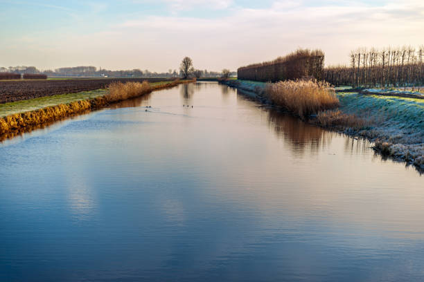 Dutch landscape with a straight canal on a windless day in the winter season. A few water birds are still swimming in the water but gradually a thin layer of ice is forming on the surface.