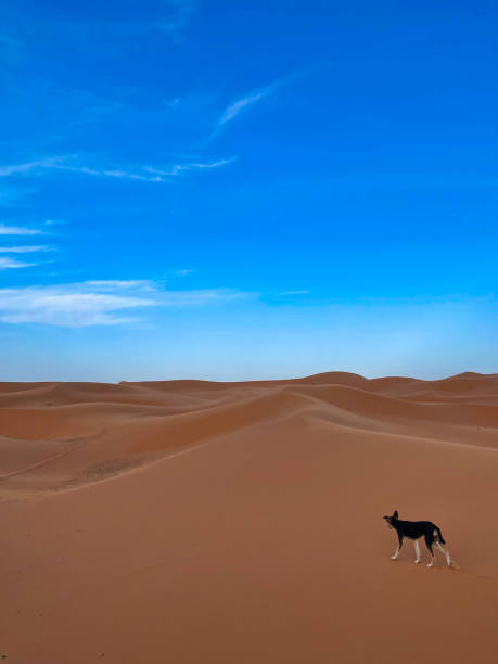 istock small black dog on sand dunes in erg chebbi desert 2194903037