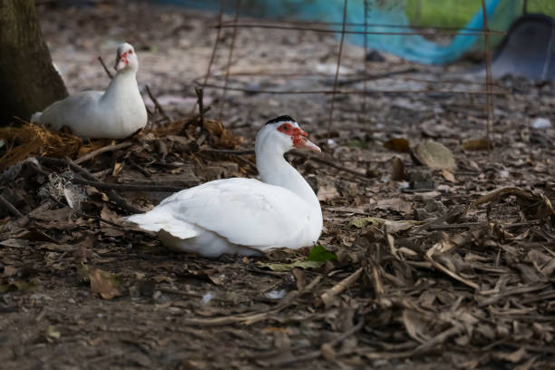 istock The white duck in farm thailand 2194904757
